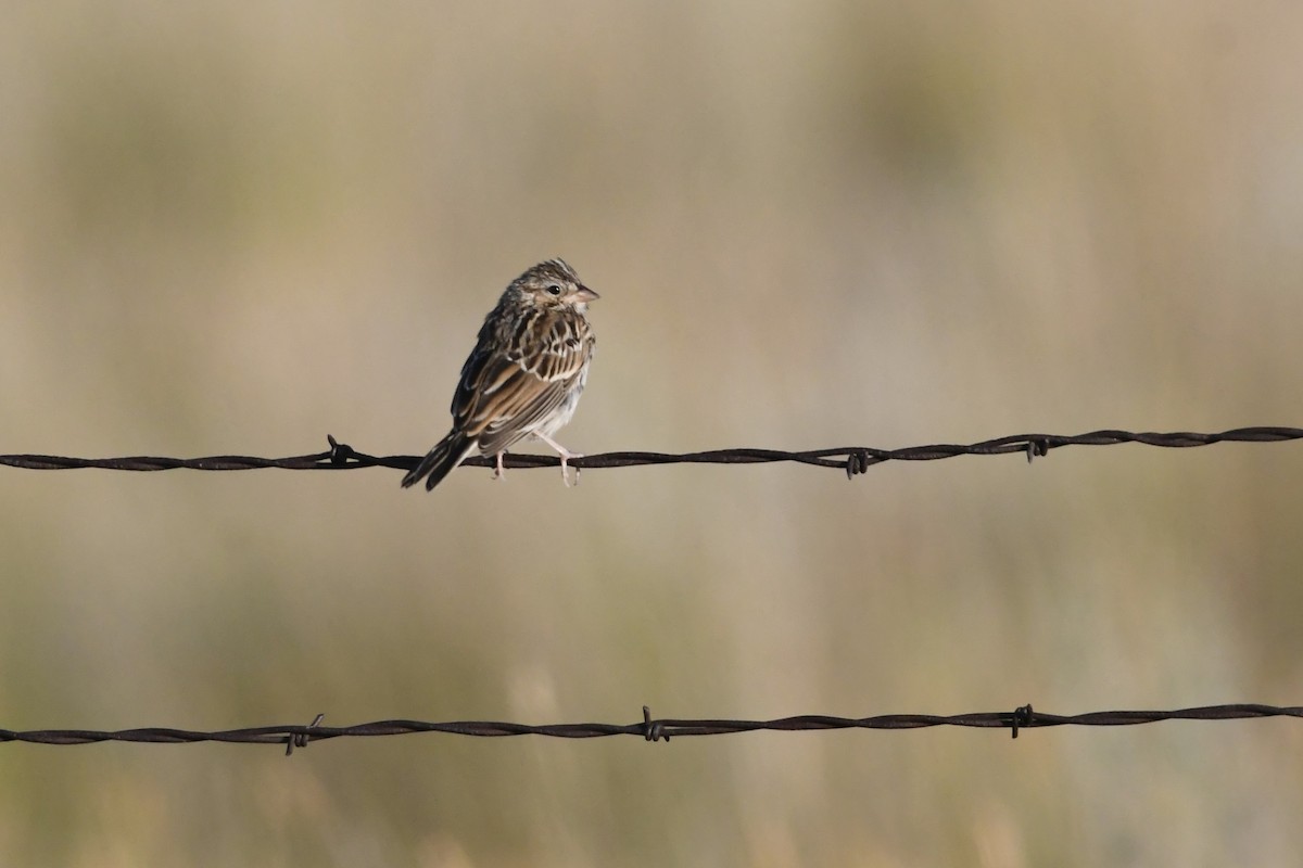 Brewer's Sparrow - ML639476900