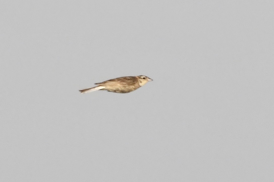 Chestnut-collared Longspur - ML639476925