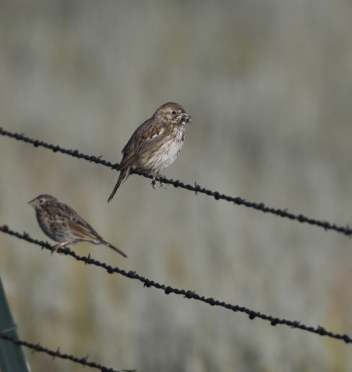Lark Bunting - ML639476942