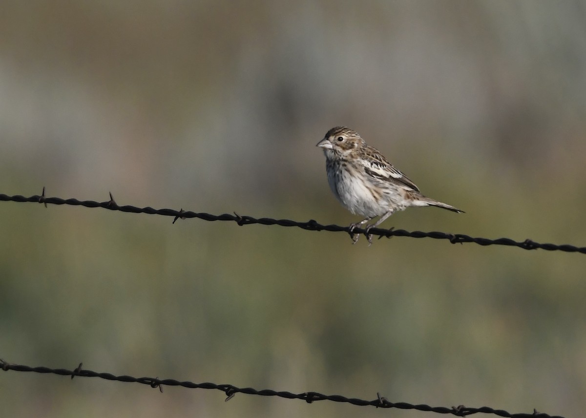 Lark Bunting - ML639476963