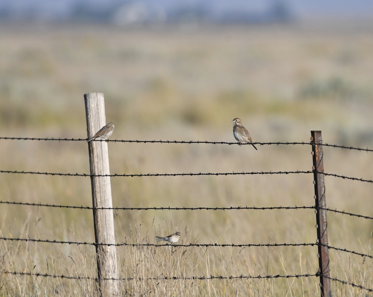 Lark Bunting - ML639476964