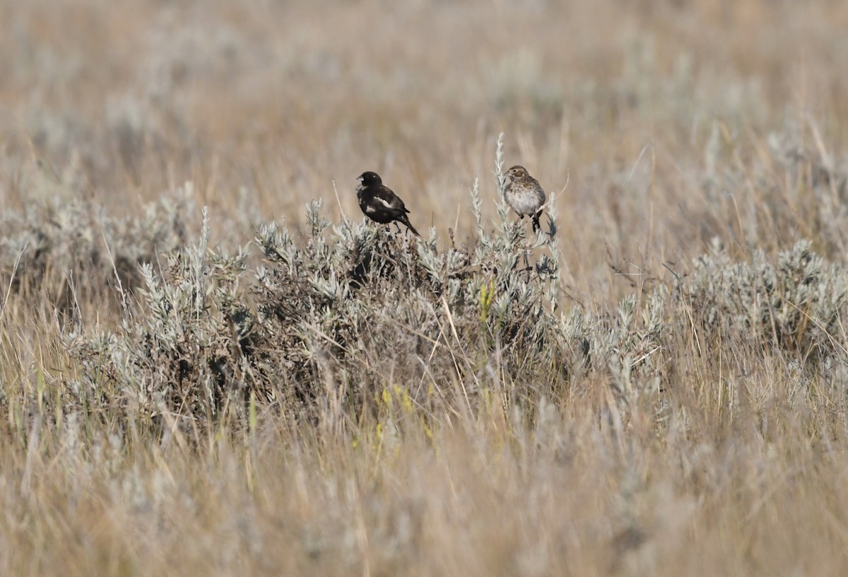 Lark Bunting - ML639476965