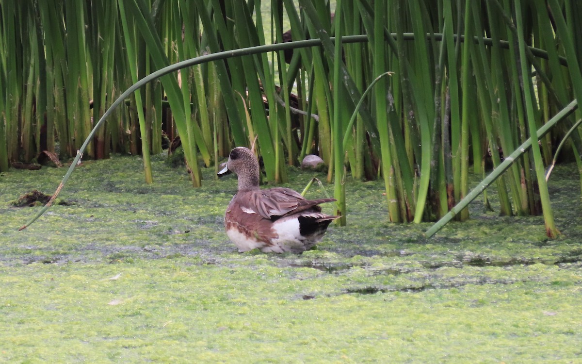 American Wigeon - ML639476968