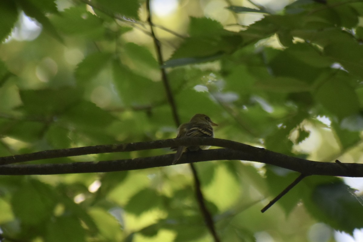 Піві-малюк оливковий - ML639477031