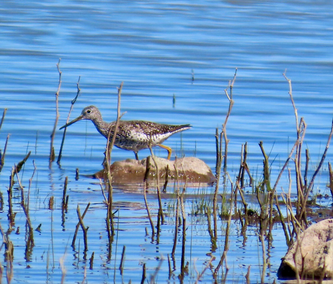 Greater Yellowlegs - ML639477125