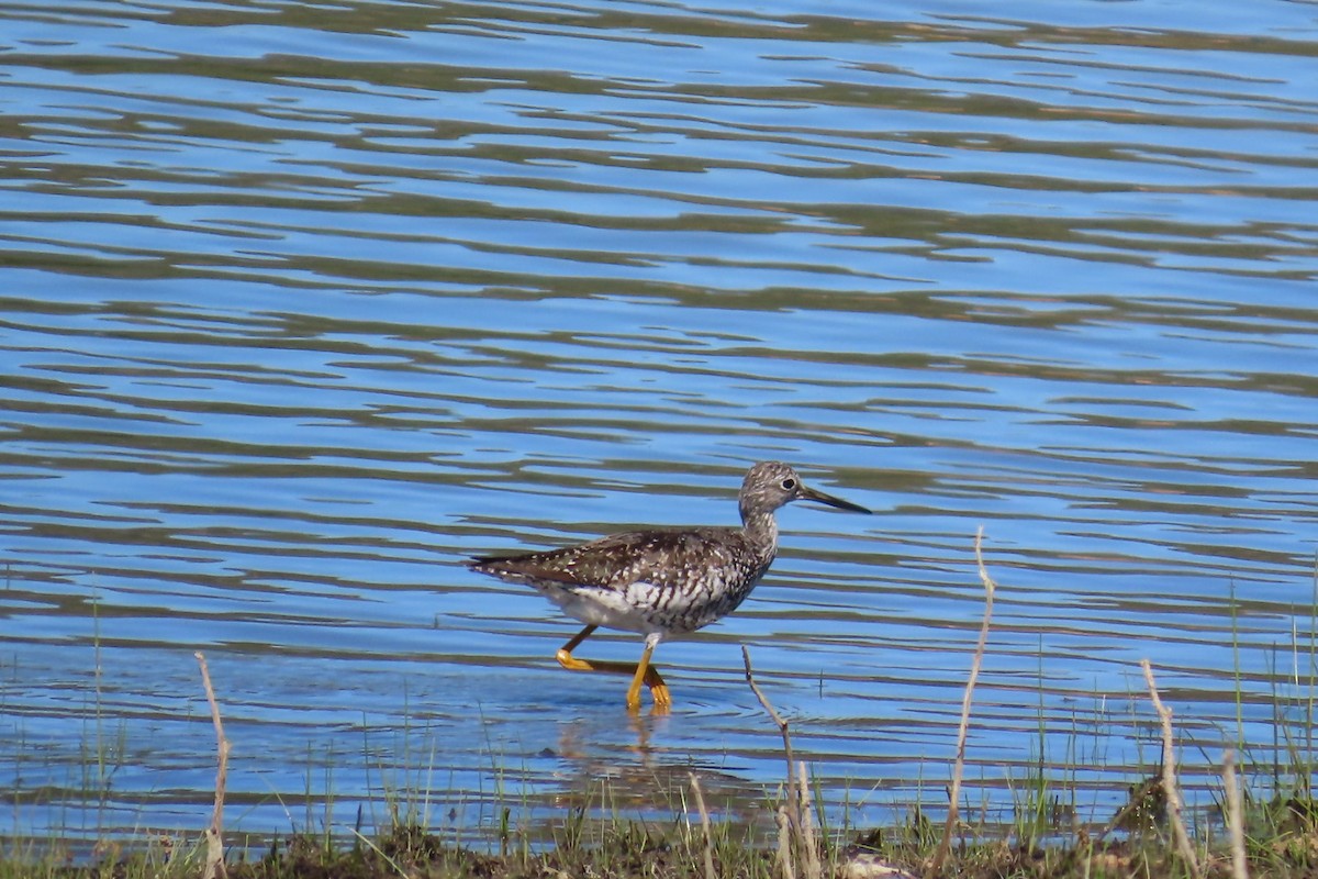 Greater Yellowlegs - ML639477126
