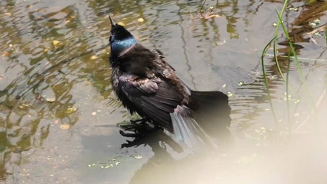 オオクロムクドリモドキ - ML639477138