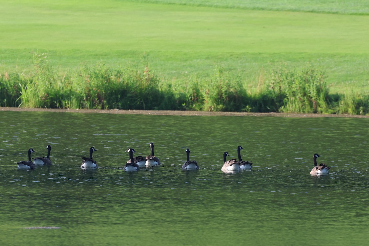 Canada Goose - ML639477286
