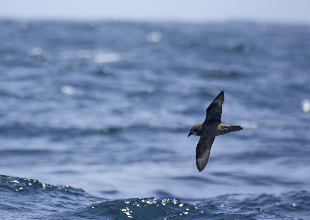 Murphy's Petrel - ML639477326