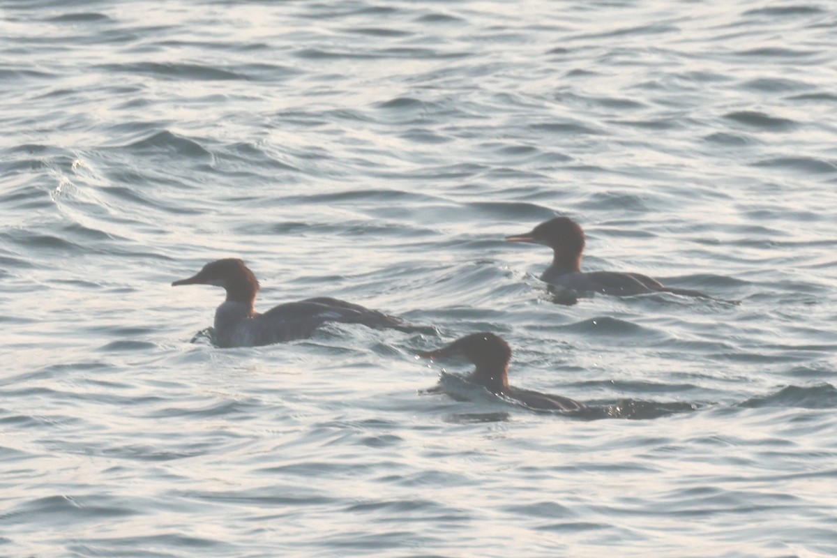 Common/Red-breasted Merganser - ML639477349