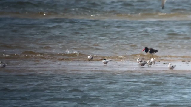 Roseate Tern - ML639477391