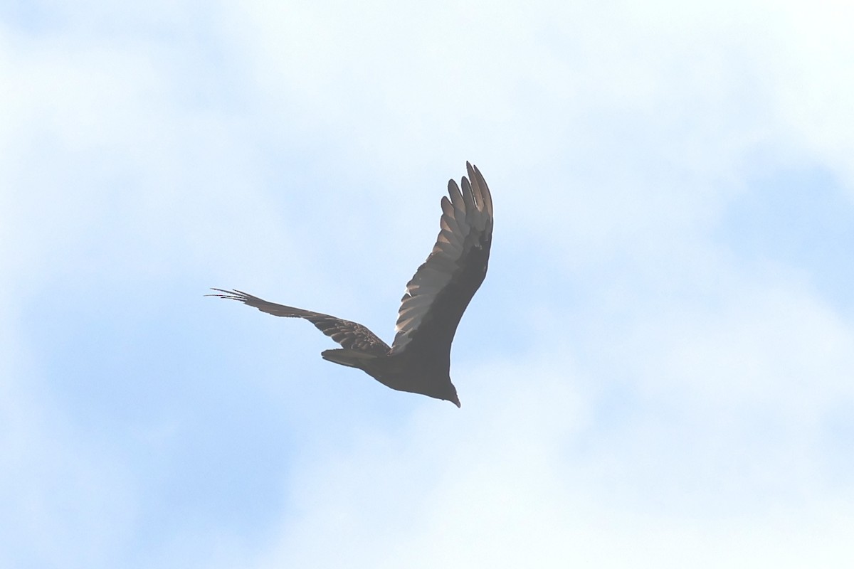 Turkey Vulture - ML639477392