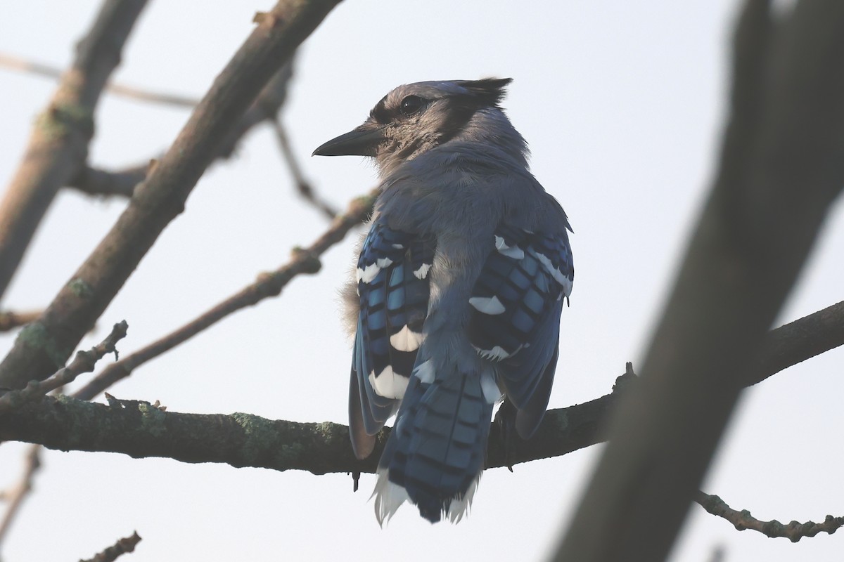 Blue Jay - ML639477418