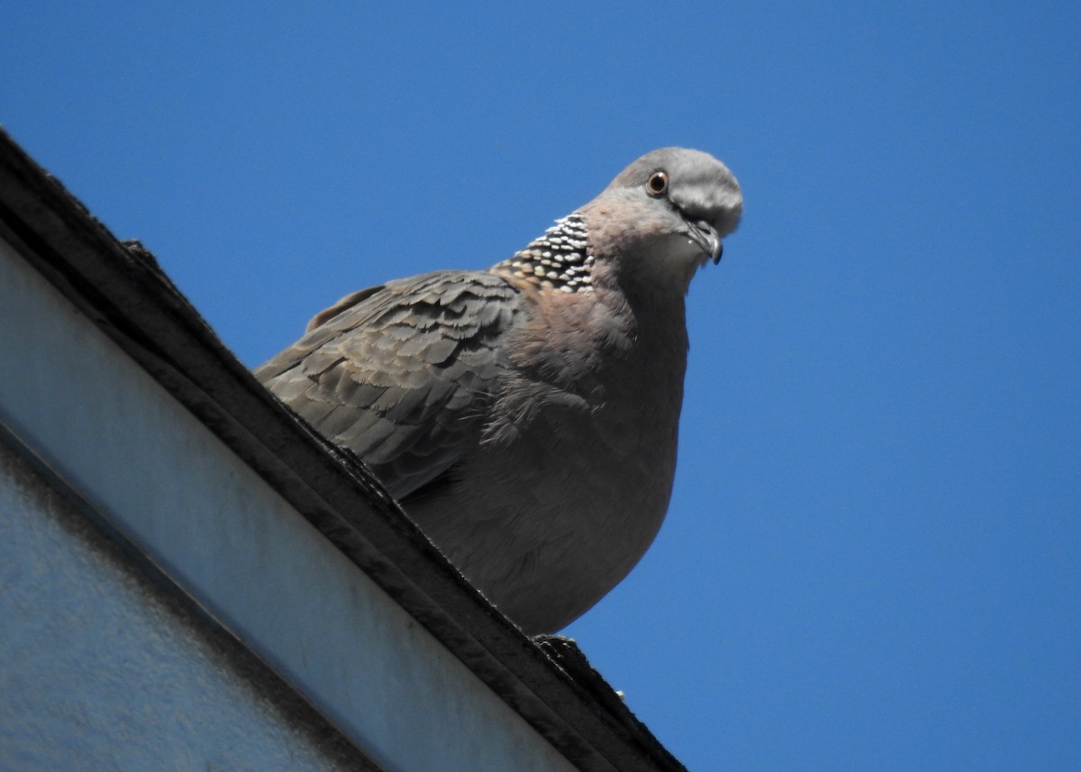 カノコバト - ML639477429