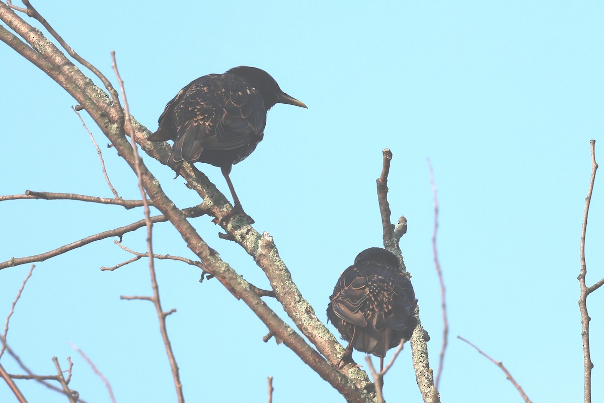 European Starling - ML639477441