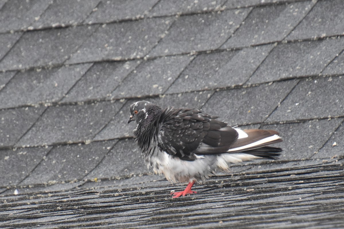 Rock Pigeon (Feral Pigeon) - ML639477442