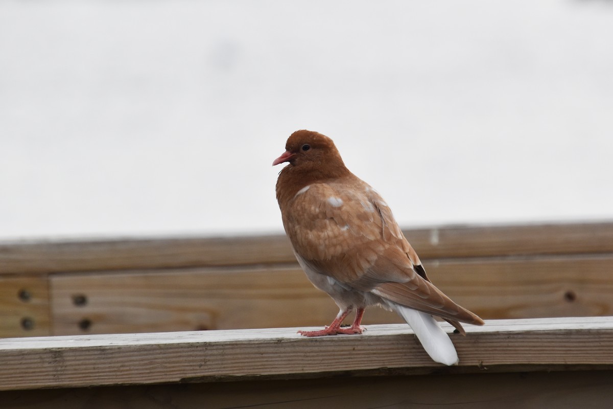 Rock Pigeon (Feral Pigeon) - ML639477444