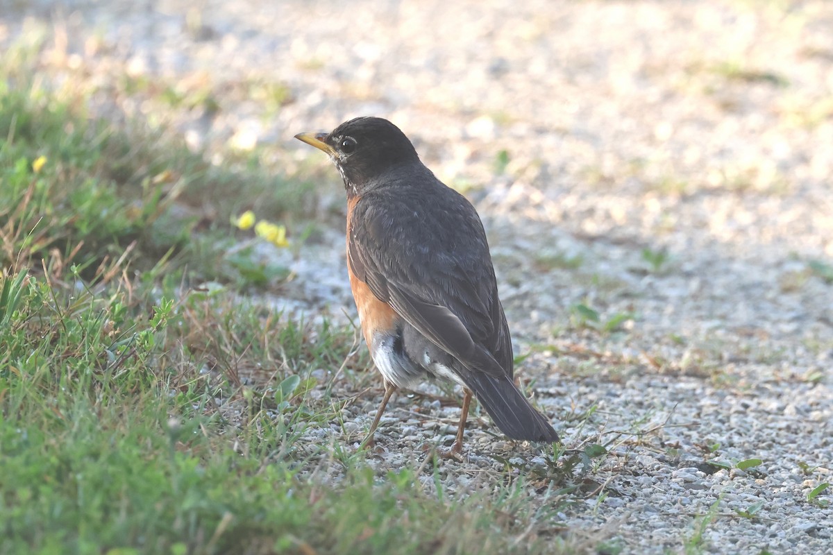 American Robin - ML639477454