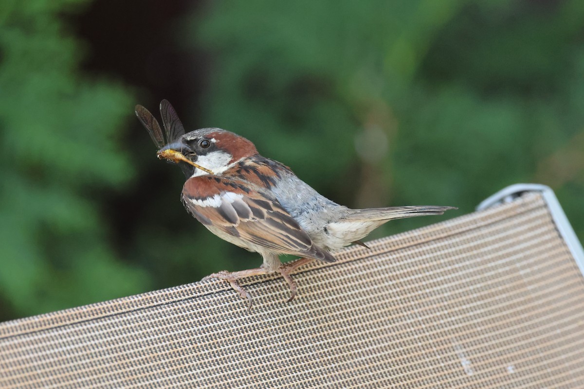 House Sparrow - ML639477477