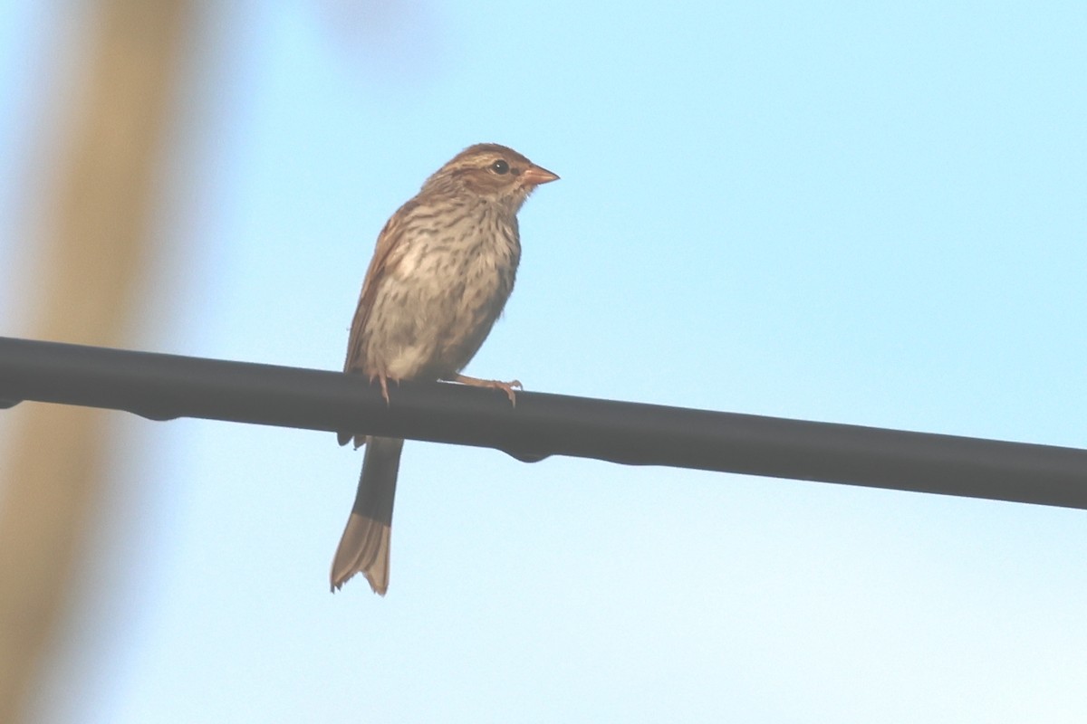 House Finch - ML639477501