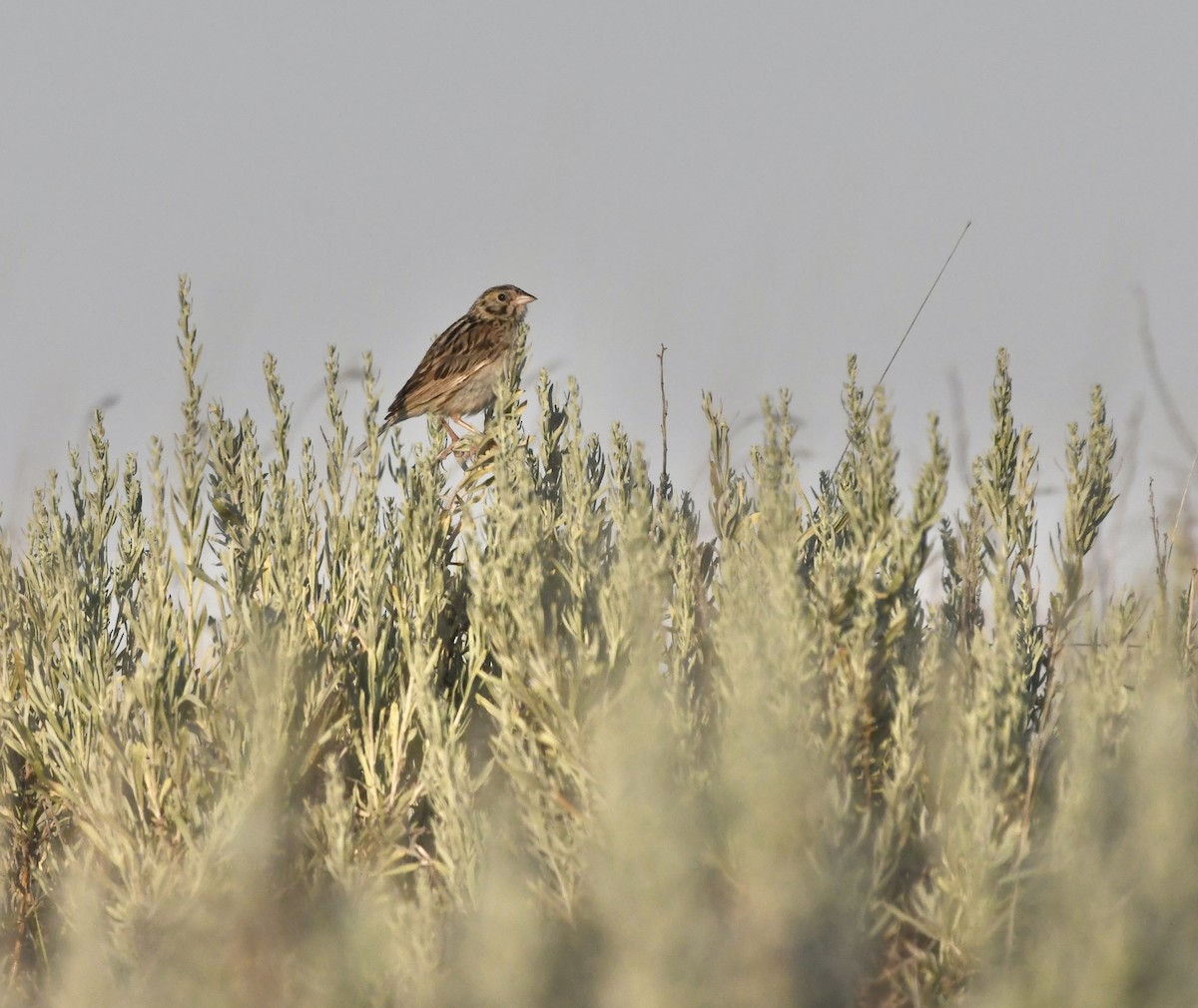 Baird's Sparrow - ML639477562