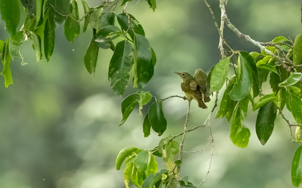 Fraser's Sunbird - ML639477574