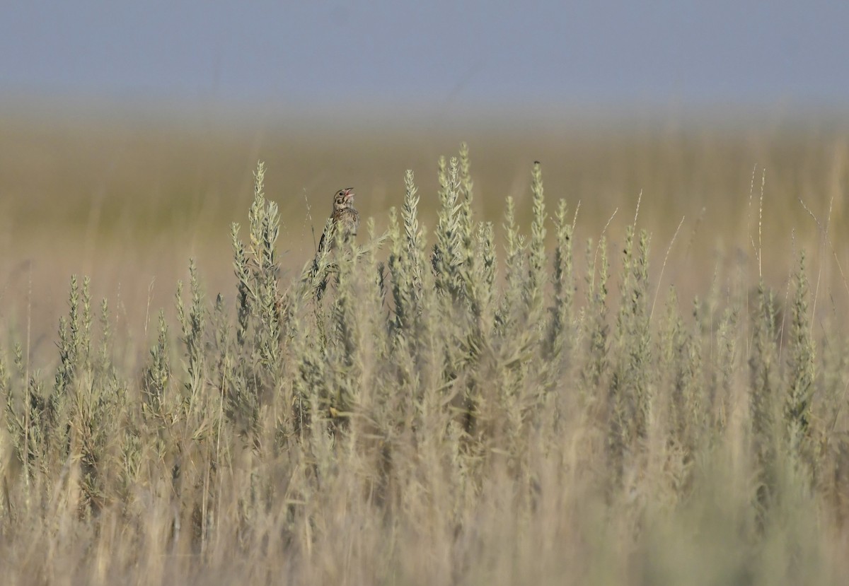 Baird's Sparrow - ML639477584