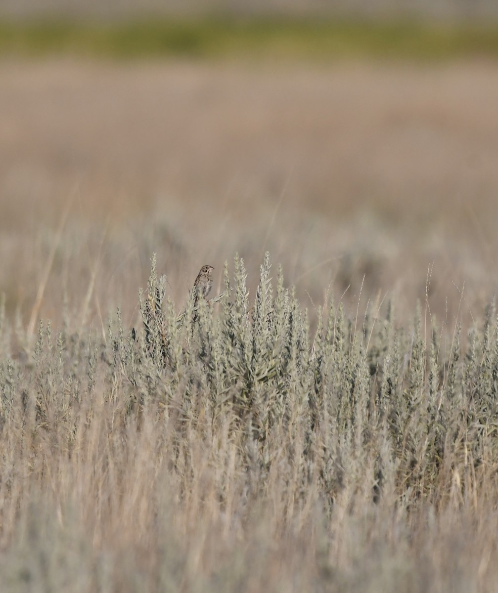 Baird's Sparrow - ML639477585