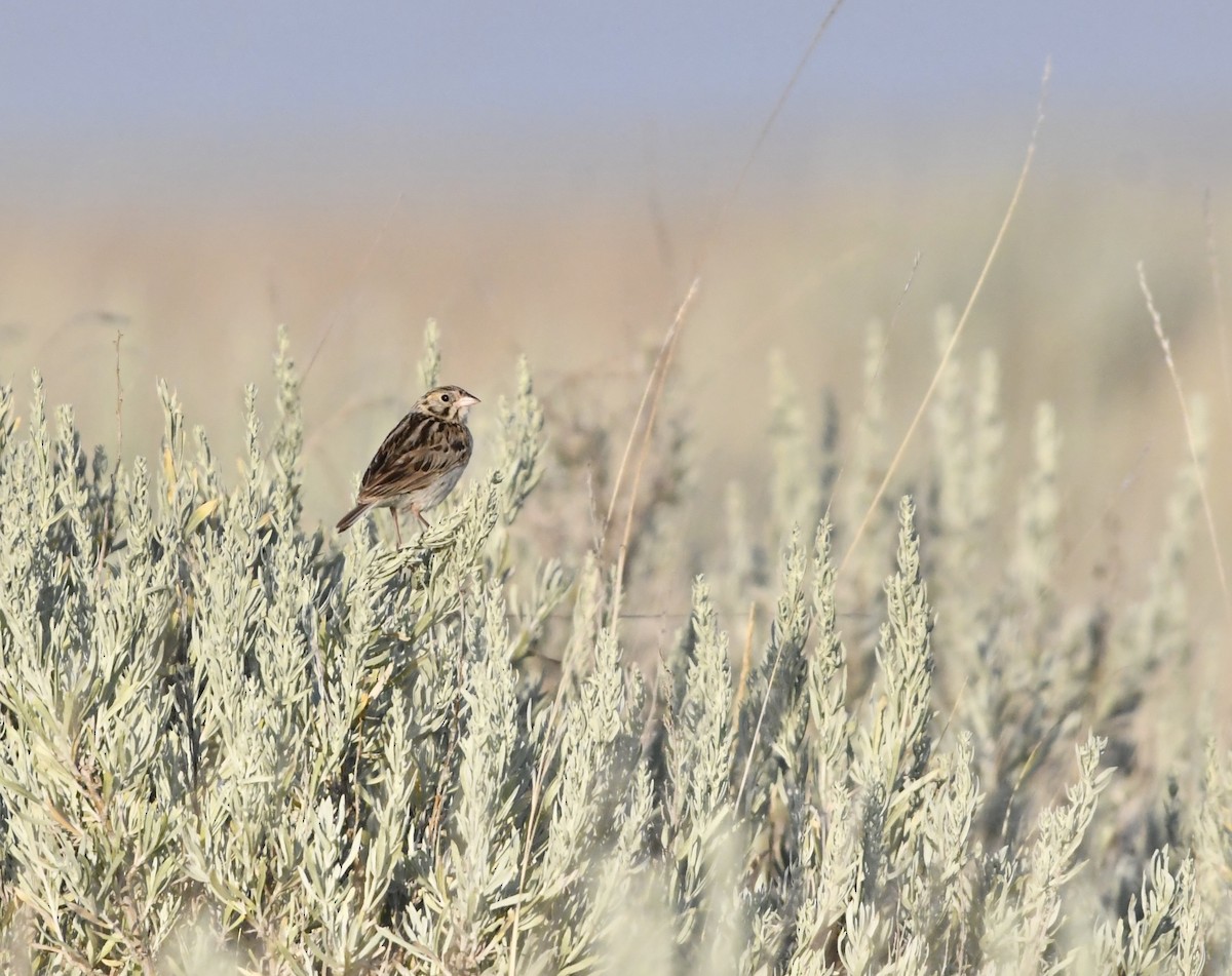 Baird's Sparrow - ML639477586