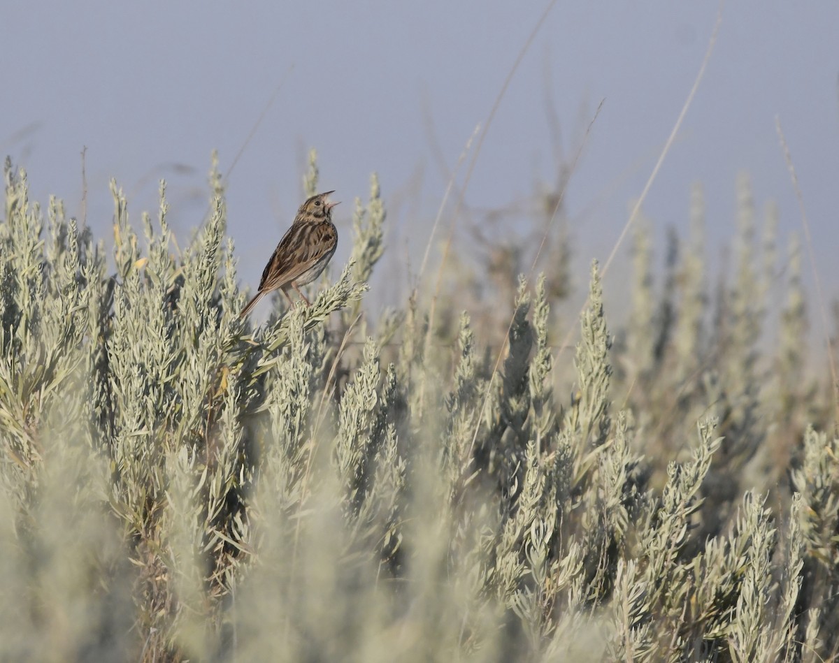 Baird's Sparrow - ML639477587