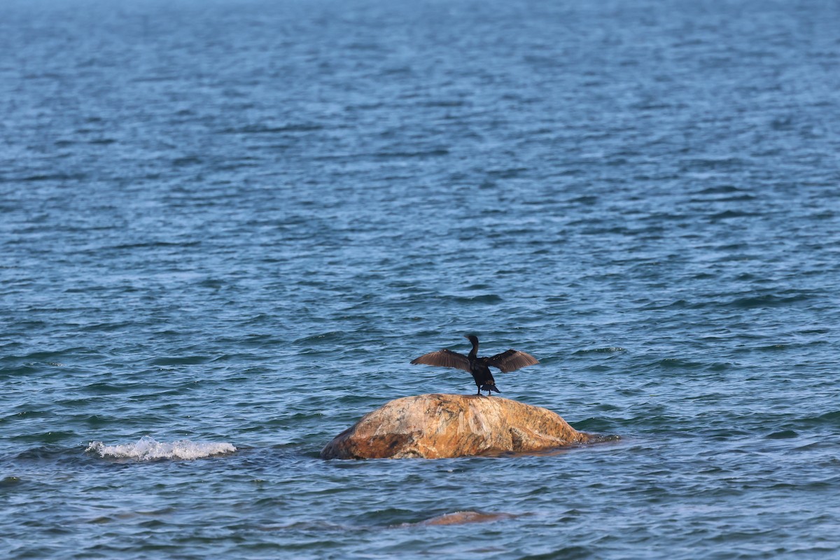 Double-crested Cormorant - ML639477589