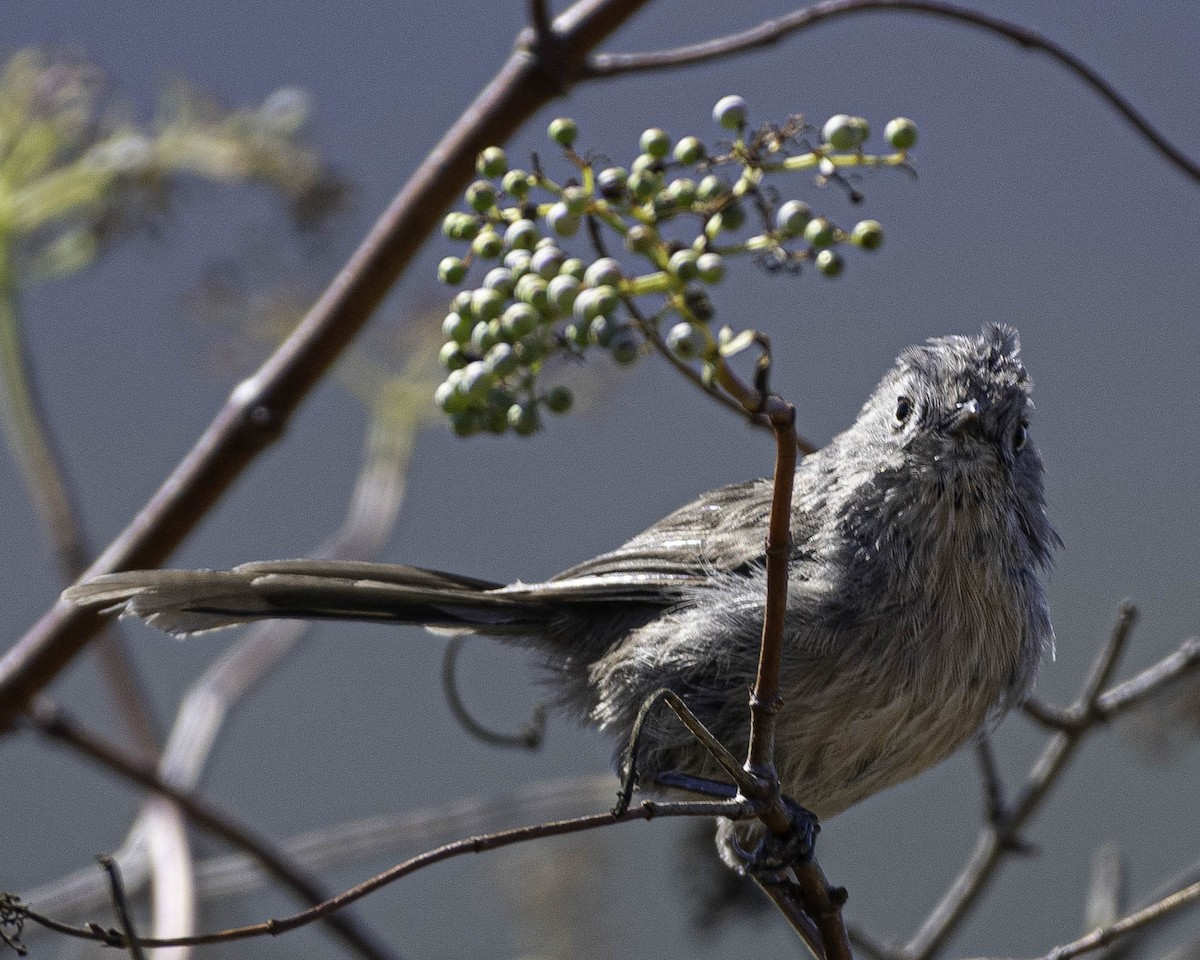 Wrentit - ML639477593