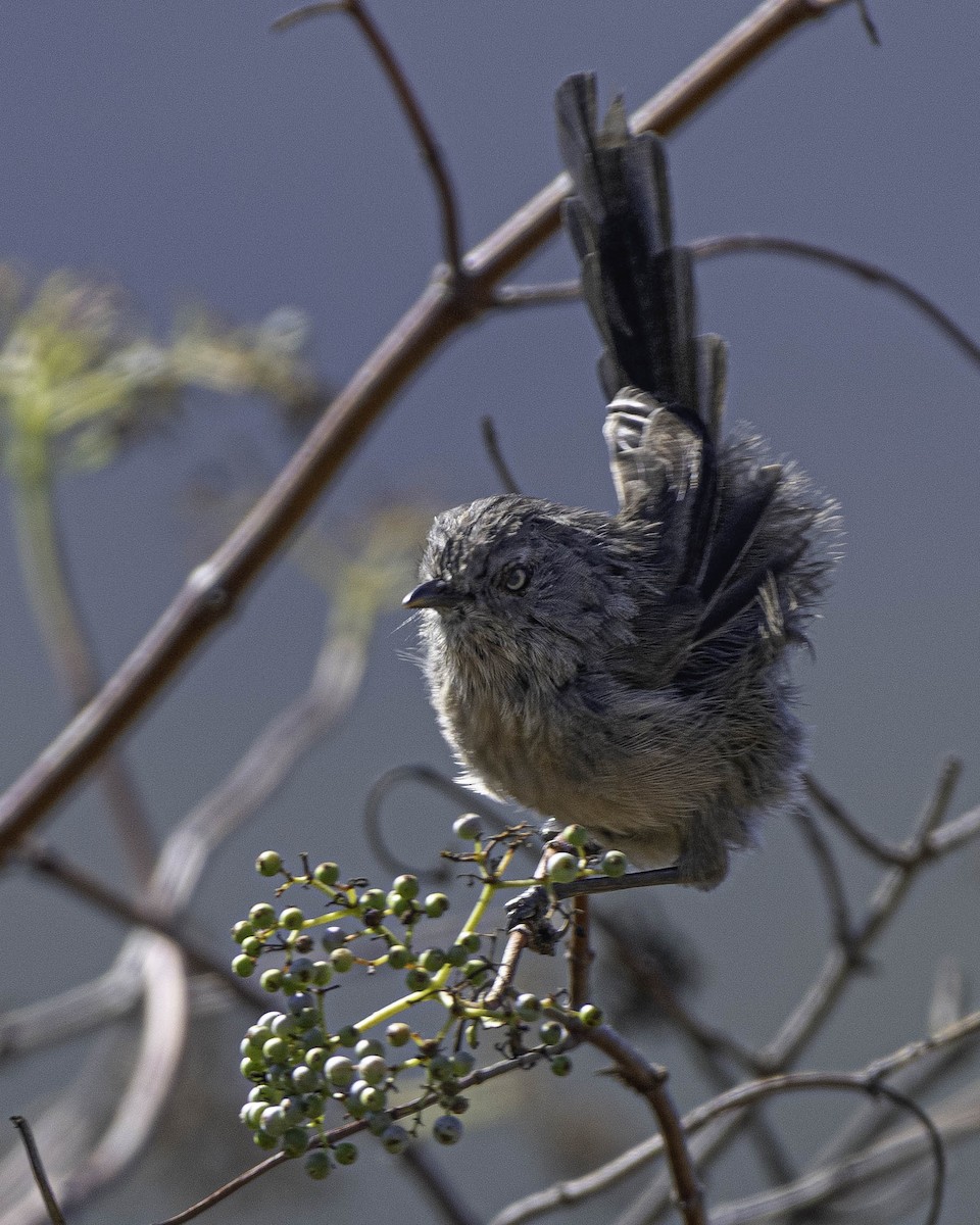 Wrentit - ML639477594