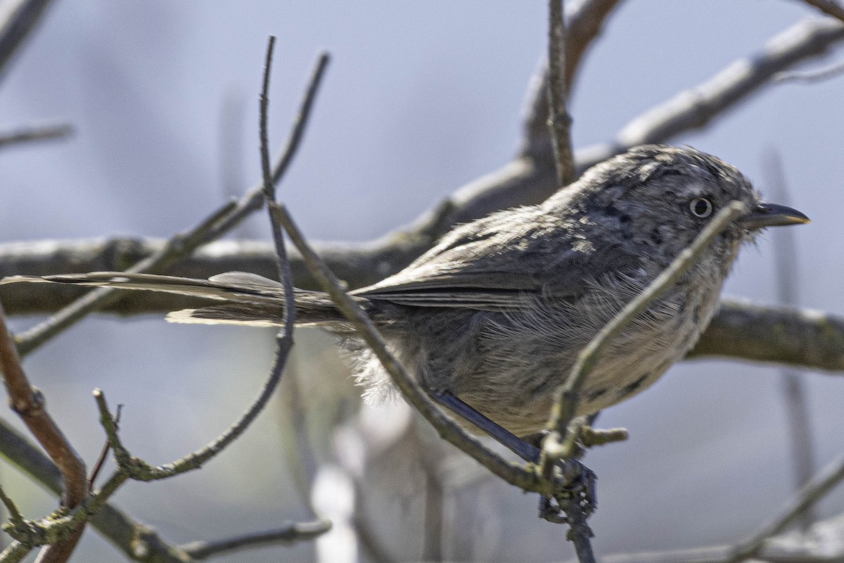Wrentit - ML639477595