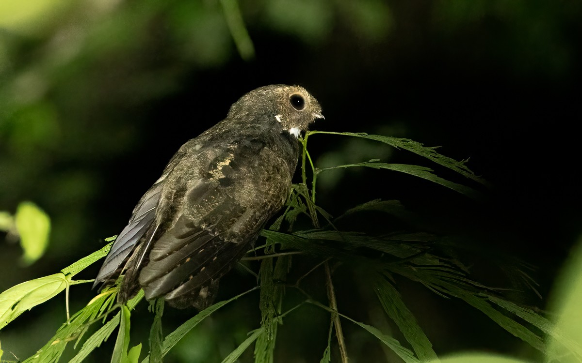 brunnattravn - ML639477620