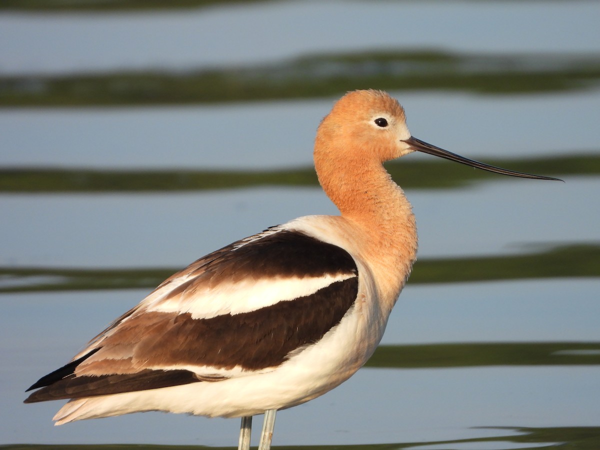 American Avocet - ML639477624