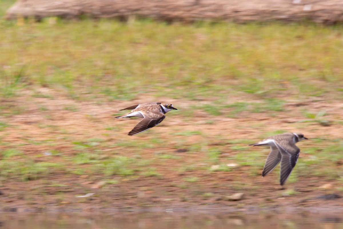 Little Ringed Plover - ML639477650