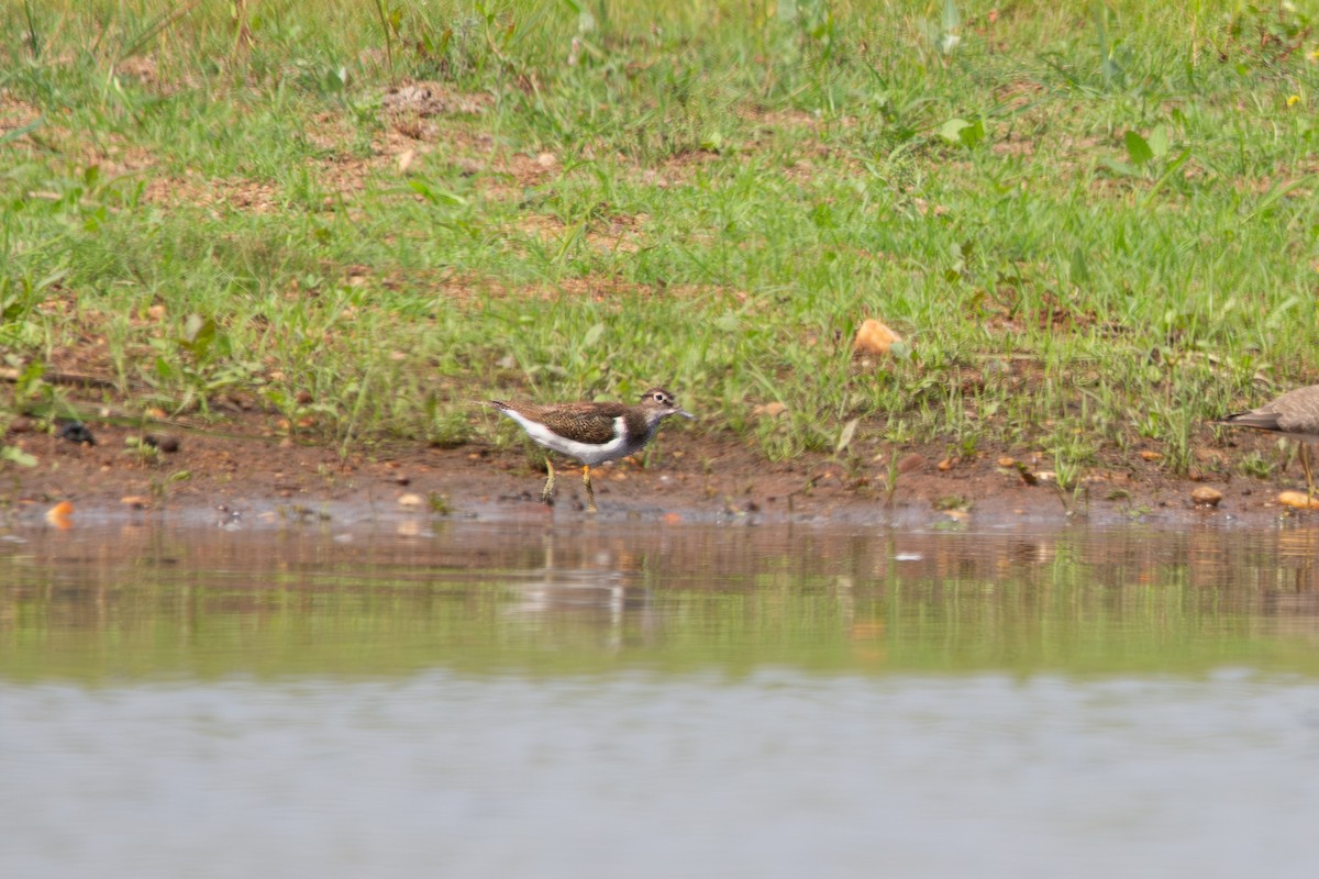 Common Sandpiper - ML639477656
