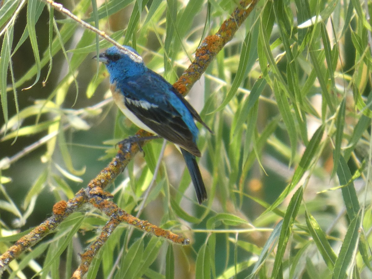 papežík lazurový - ML639477670