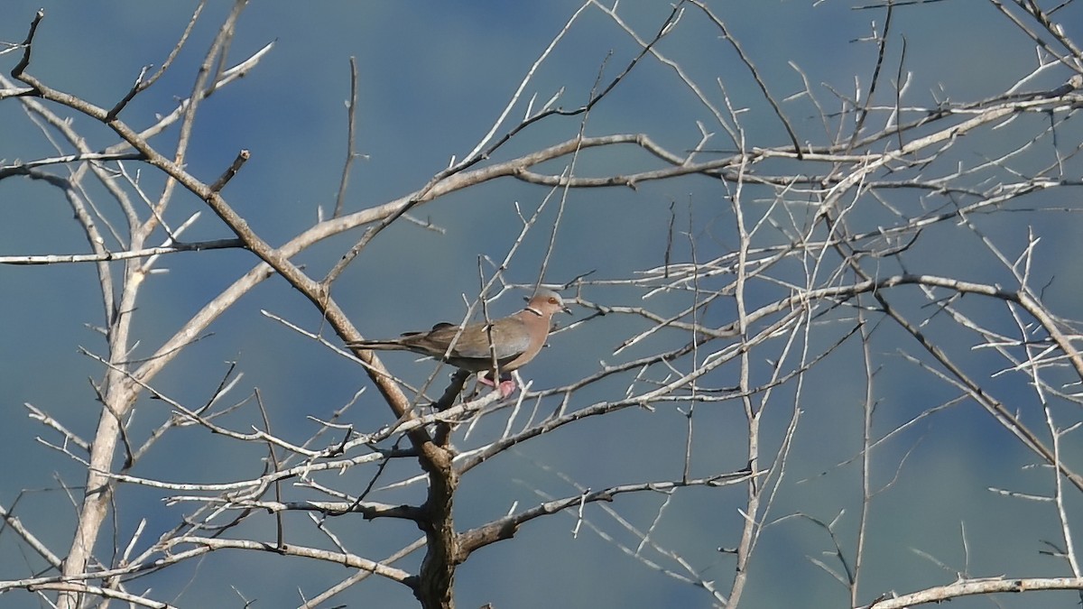 Sunda Collared-Dove - ML639477682
