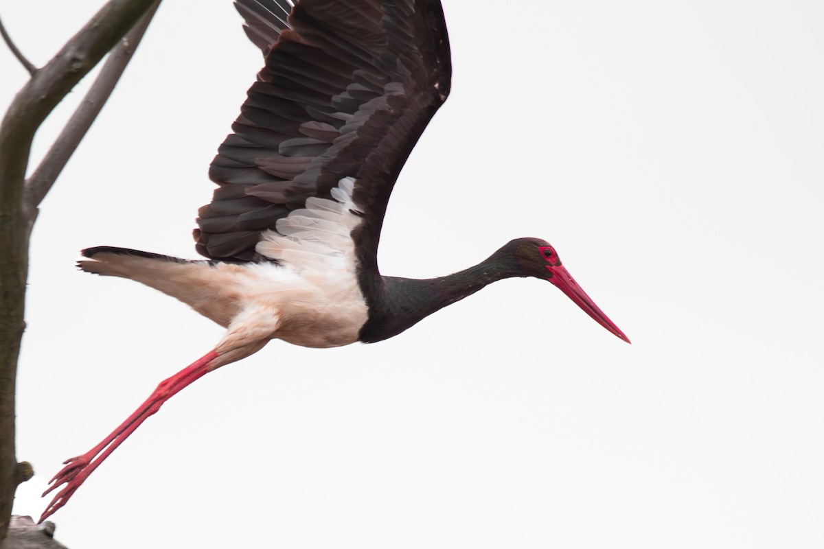 Black Stork - ML639477693