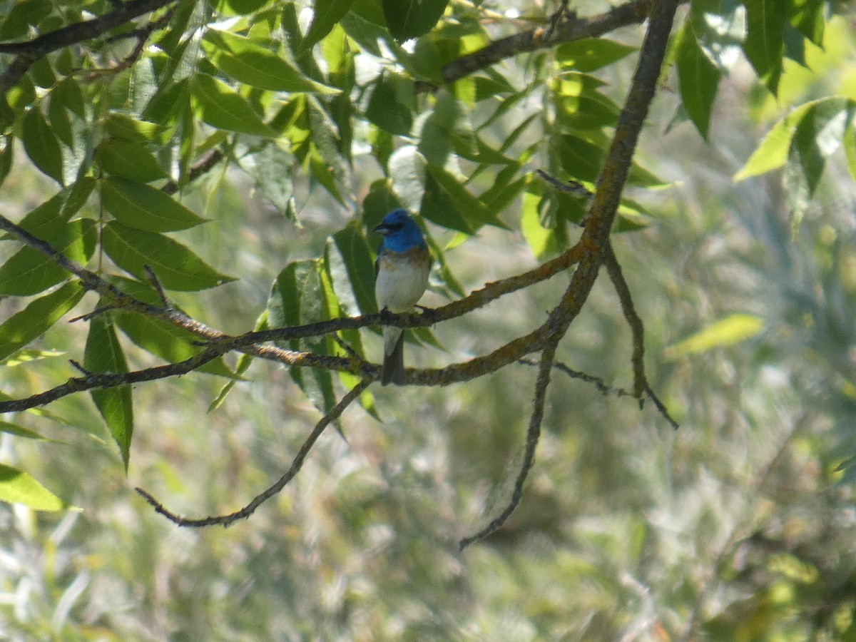 papežík lazurový - ML639477740