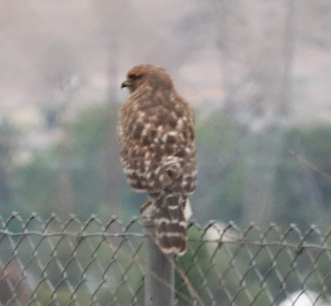 Red-shouldered Hawk (elegans) - ML639477752