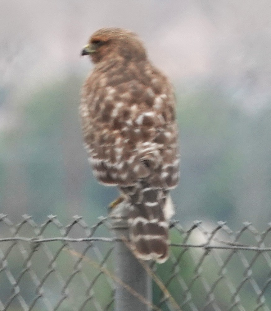 Red-shouldered Hawk (elegans) - ML639477753