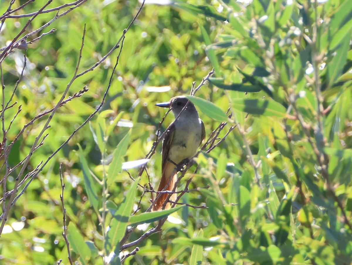 Brown-crested Flycatcher - ML639477763