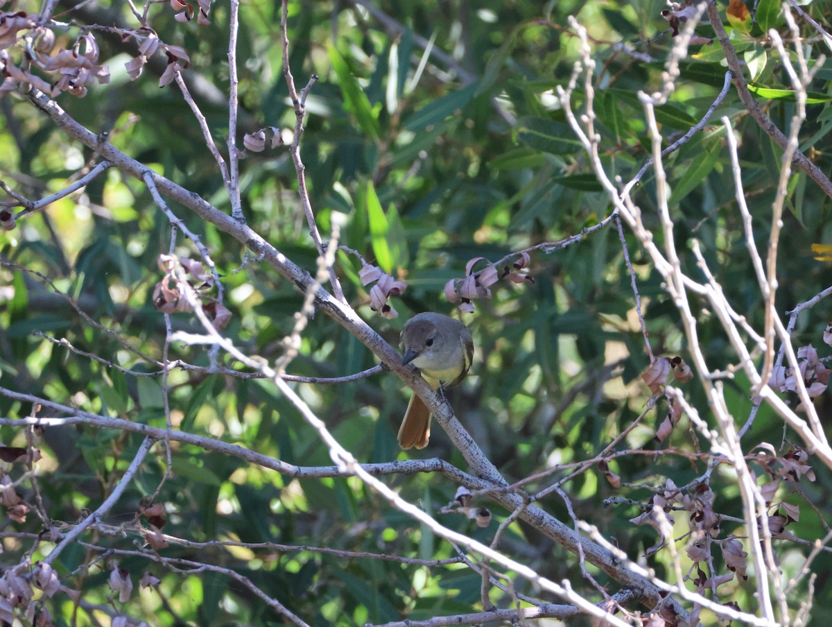 Brown-crested Flycatcher - ML639477769
