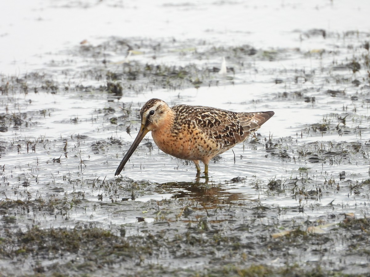 Short-billed Dowitcher - ML639477774