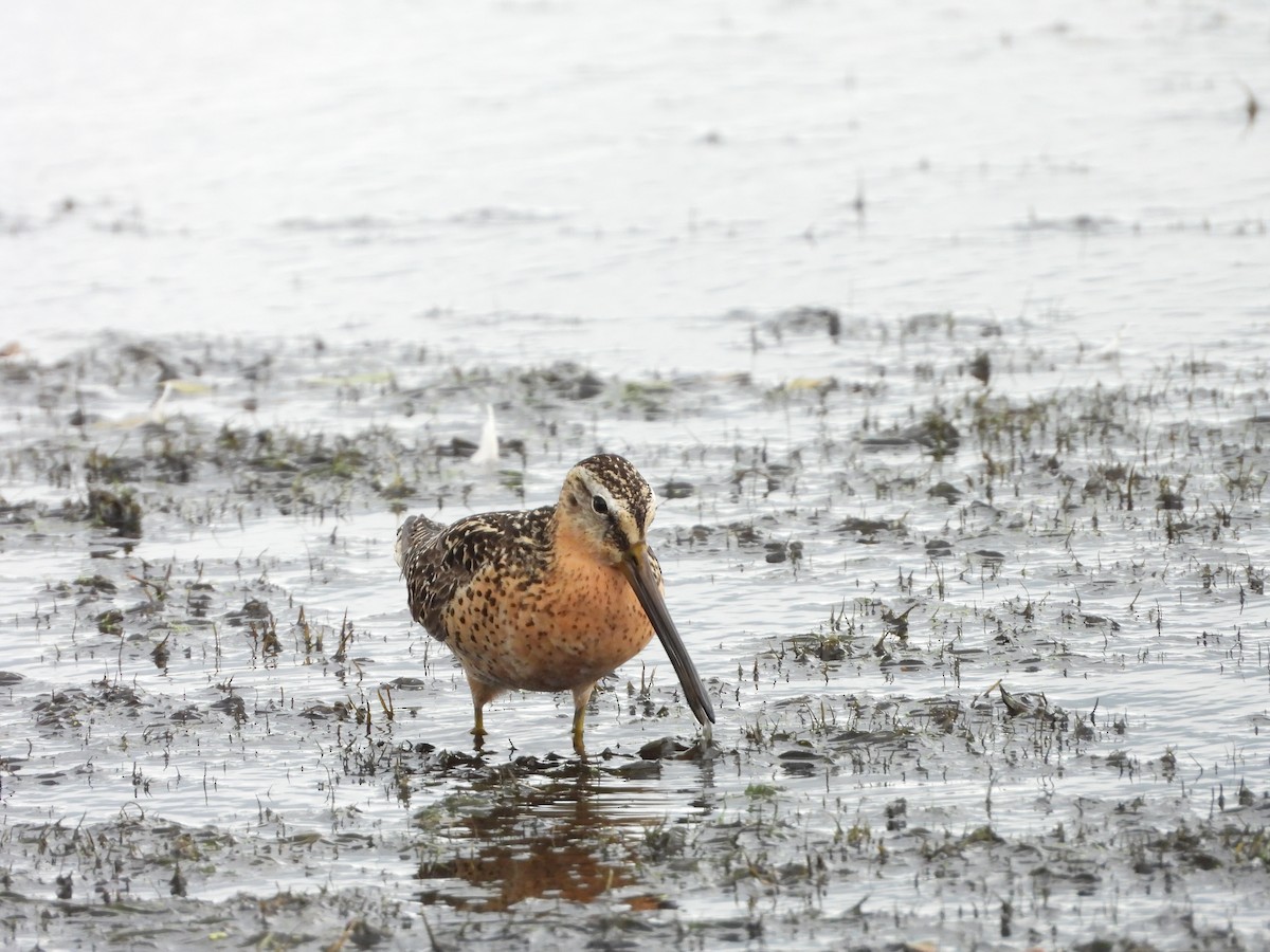 Short-billed Dowitcher - ML639477775