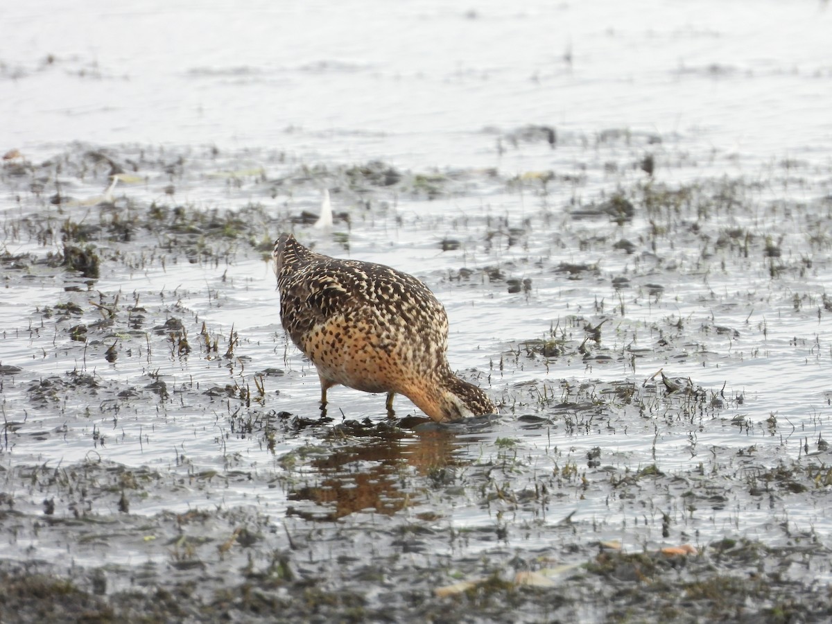 Short-billed Dowitcher - ML639477776