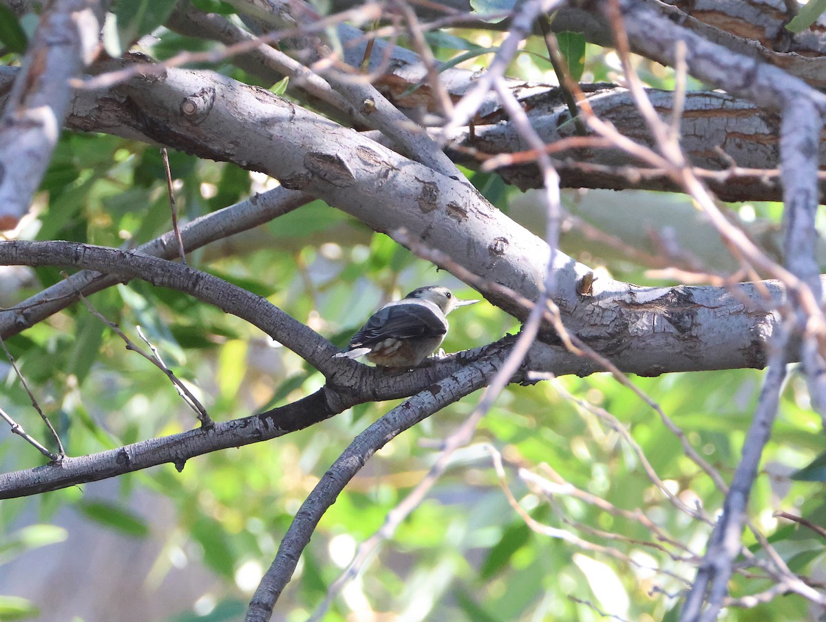 White-breasted Nuthatch - ML639477779
